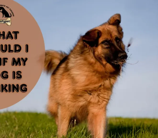What Should I Do If My Dog Is Shaking? Cold, Scared or Sick!