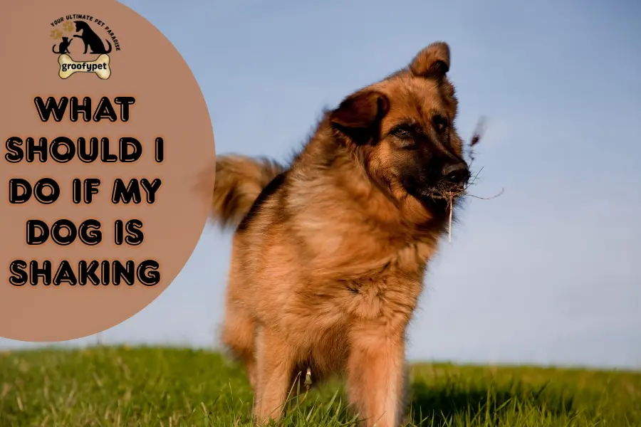 what should I do if my dog is shaking