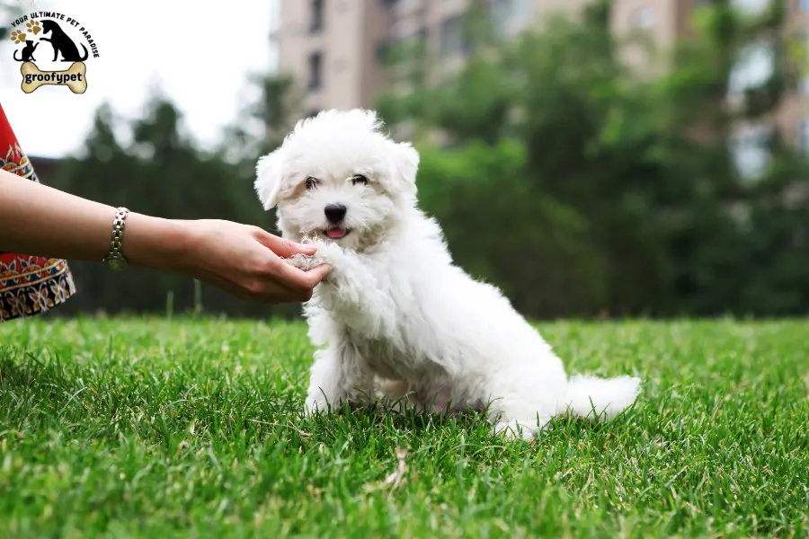 what should I do if my dog is shaking