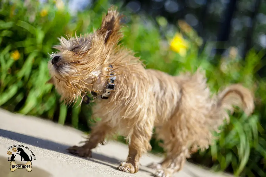 what should I do if my dog is shaking