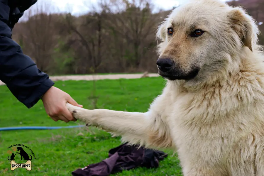 what should I do if my dog is shaking