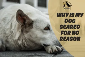 why is my dog scared for no reason