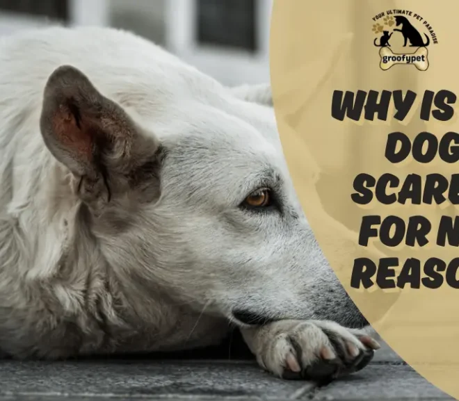 Why Is My Dog Scared For No Reason?