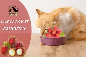 can cats eat rambutan