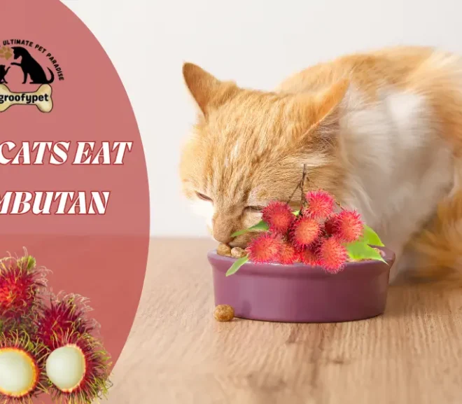 Can Cats Eat Rambutan? Don’t Ignore These Risky Signs!