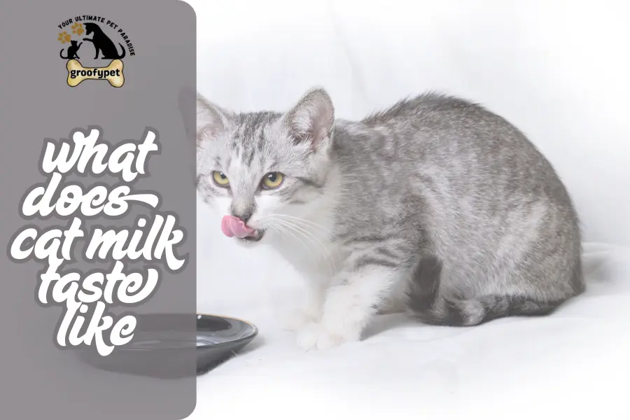 what does cat milk taste like