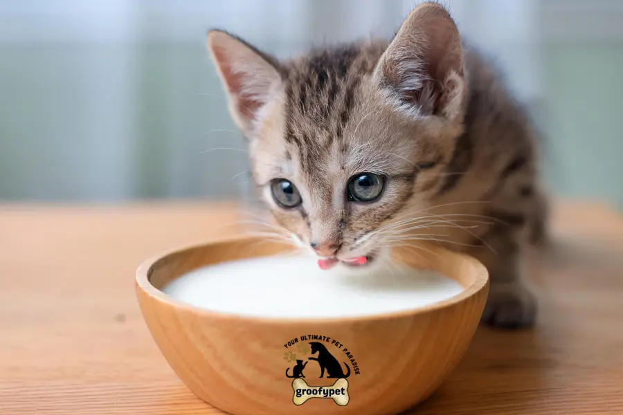 what does cat milk taste like