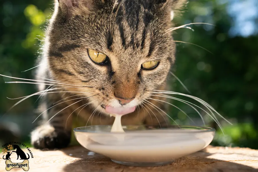 what does cat milk taste like