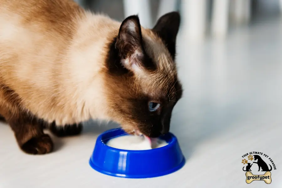 what does cat milk taste like