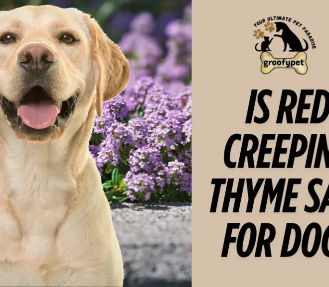 Is Red Creeping Thyme Safe for Dogs? Must-Read Guide