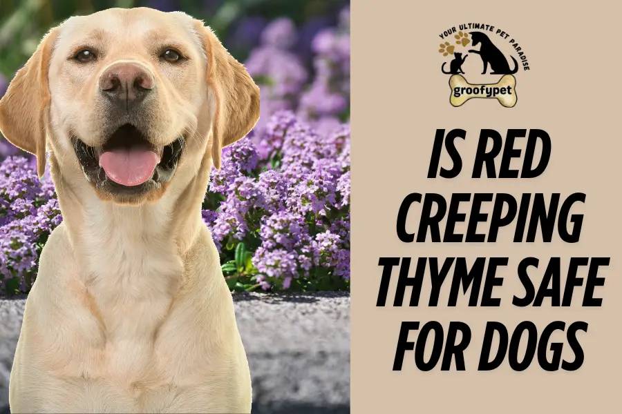 Is red creeping thyme safe for dogs