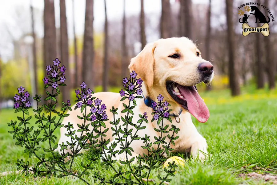 Is red creeping thyme safe for dogs