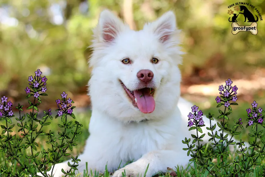 Is red creeping thyme safe for dogs