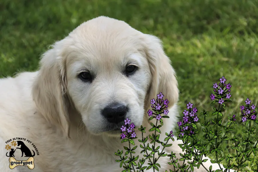 Is red creeping thyme safe for dogs