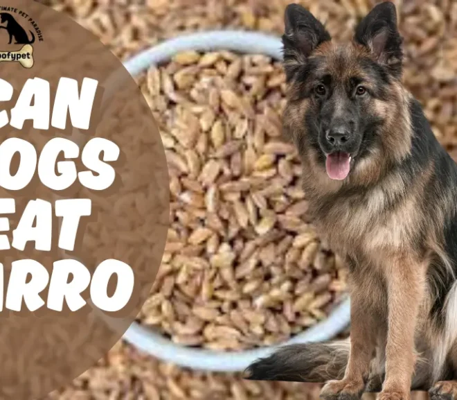 Can Dogs Eat Farro Daily? Shocking Truth Inside!