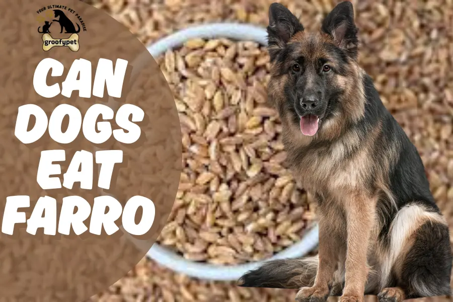 can dogs eat farro