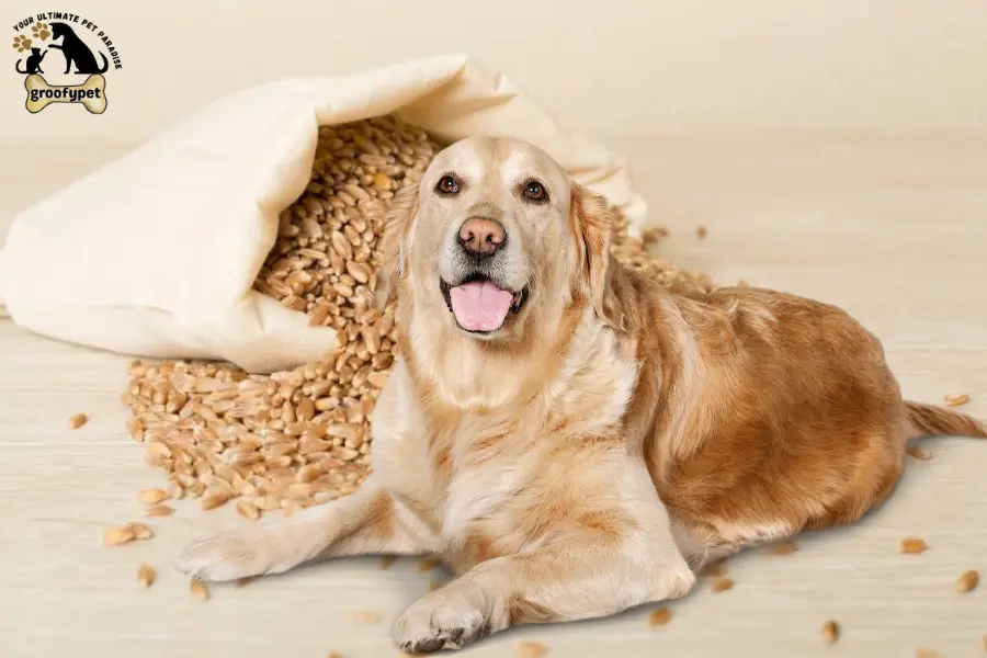 can dogs eat farro