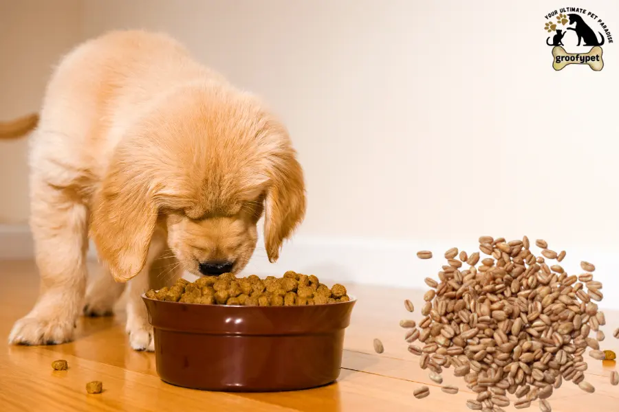 can dogs eat farro