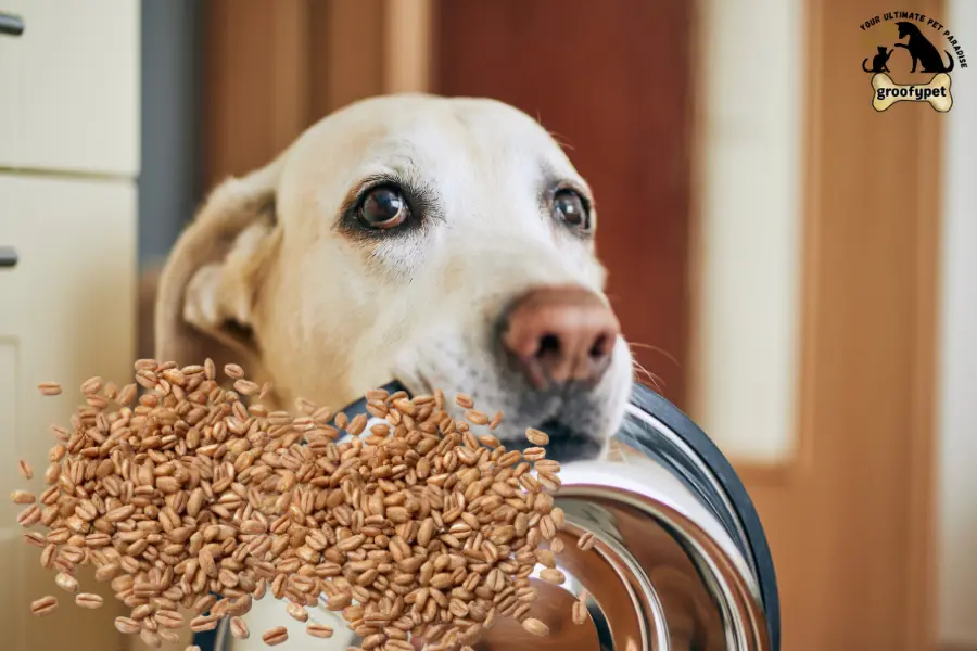 can dogs eat farro