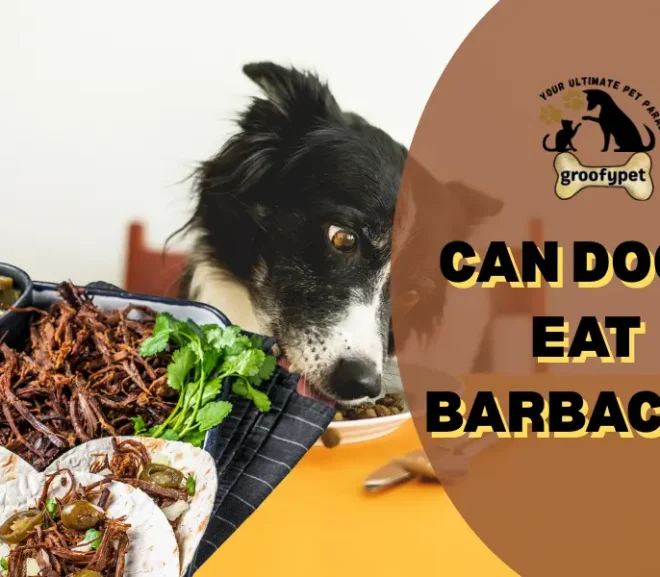 Can Dogs Eat Barbacoa? Don’t Make This Painful Mistake!
