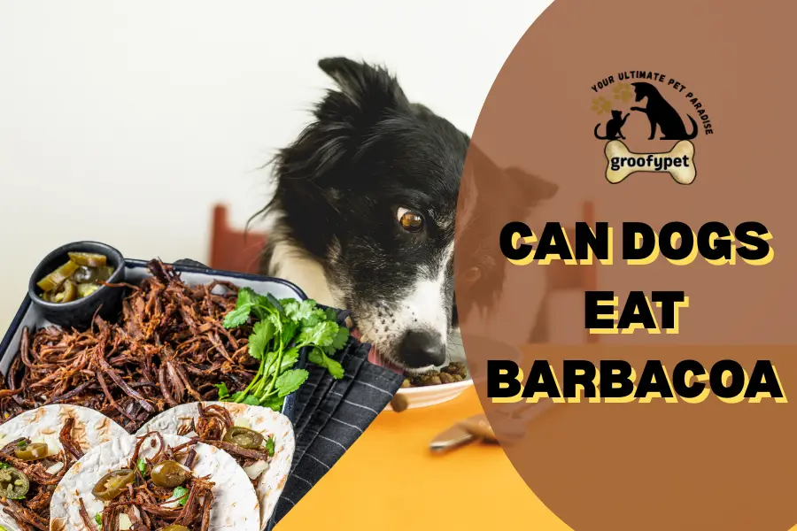 can dogs eat barbacoa
