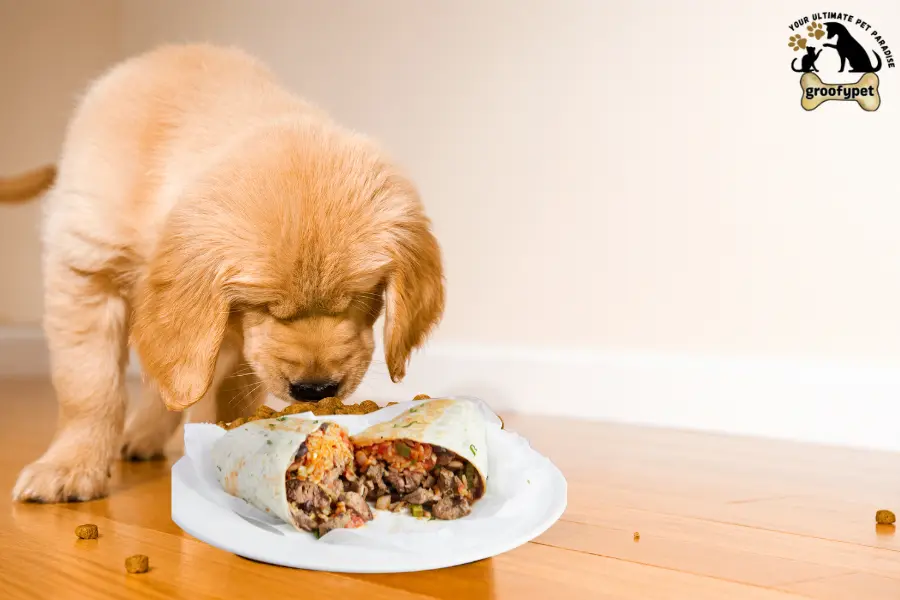 can dogs eat barbacoa