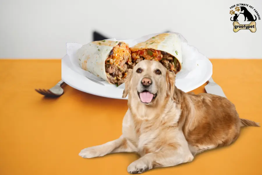 can dogs eat barbacoa