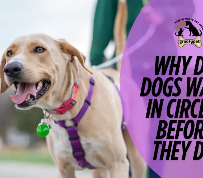 Why Do Dogs Walk in Circles Before They Die? Hidden Reasons You Must Know!