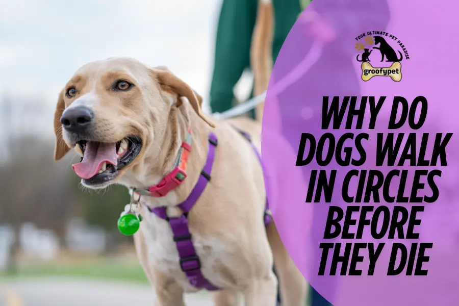 why do dogs walk in circles before they die