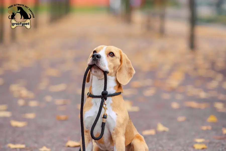 why do dogs walk in circles before they die