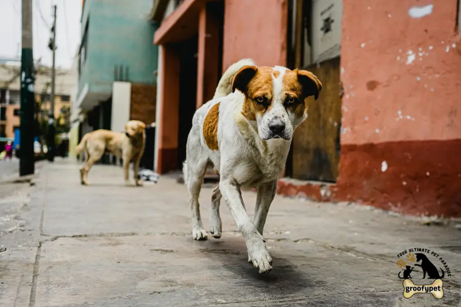 why do dogs walk in circles before they die