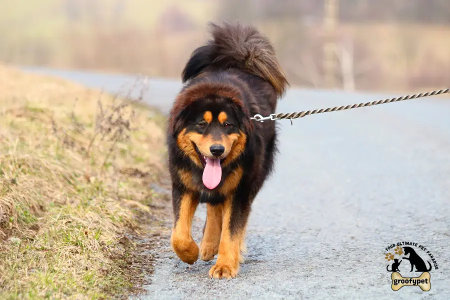 why do dogs walk in circles before they die