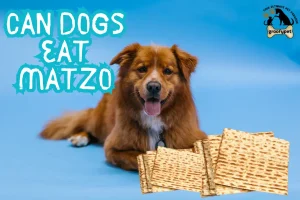 can dogs eat matzo