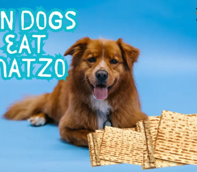 Can Dogs Eat Matzo? Important Warning Before You Give That Bite!