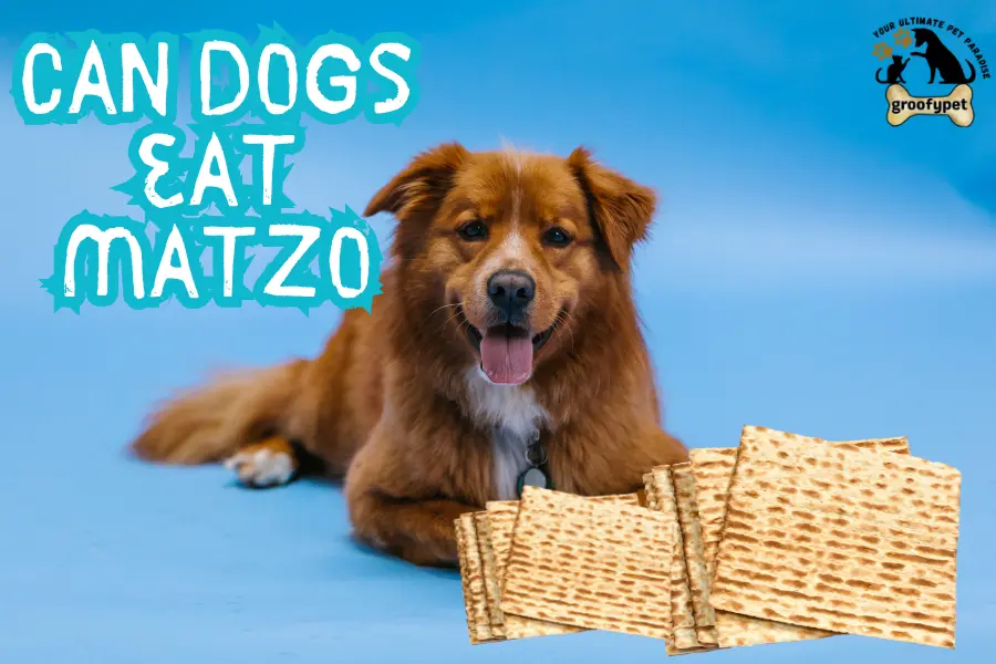 can dogs eat matzo
