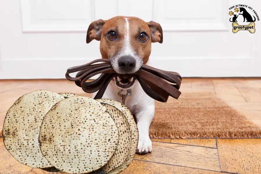 can dogs eat matzo