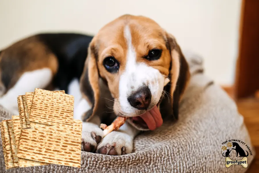 can dogs eat matzo
