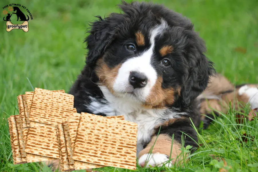 can dogs eat matzo