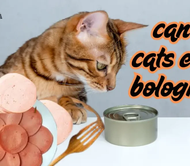 Can Cats Eat Bologna? Essential Facts to Protect Your Cat!