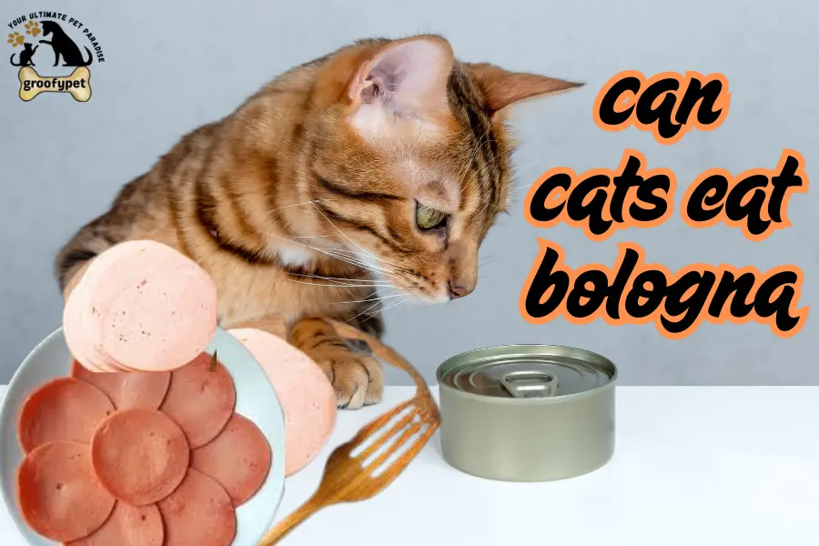 can cats eat bologna