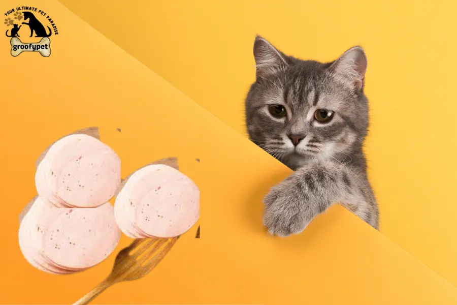 can cats eat bologna