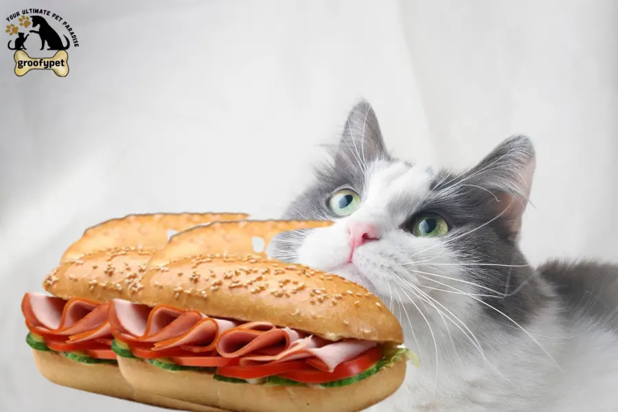 can cats eat bologna