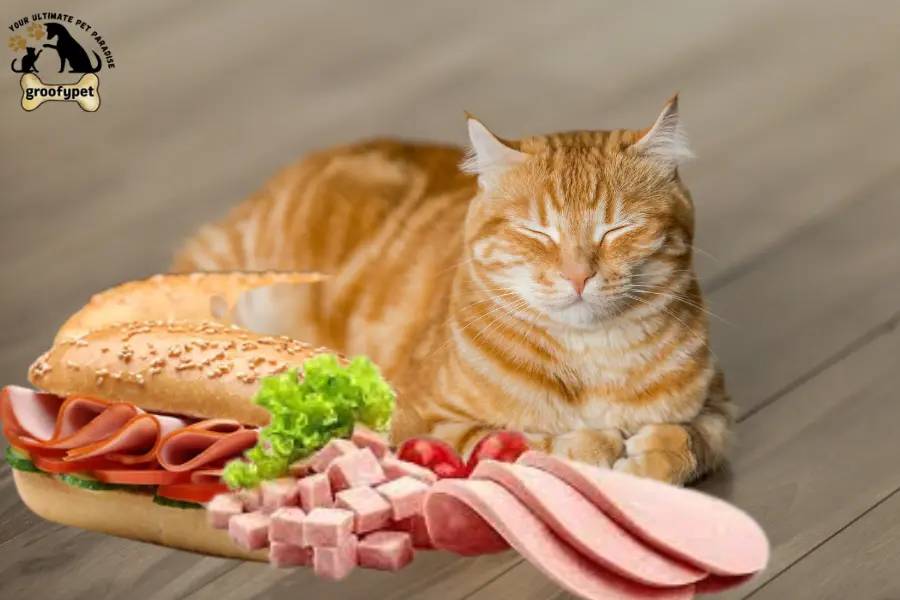 can cats eat bologna