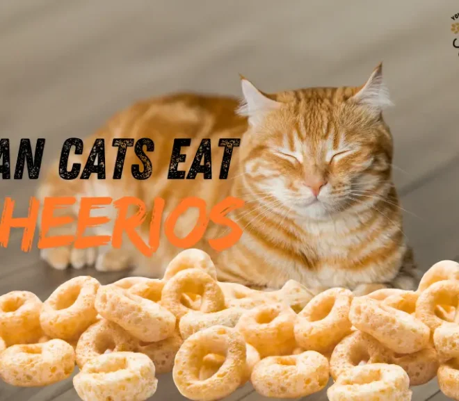 Can Cats Eat Cheerios? The Hidden Risk No One Dares To Talk About!
