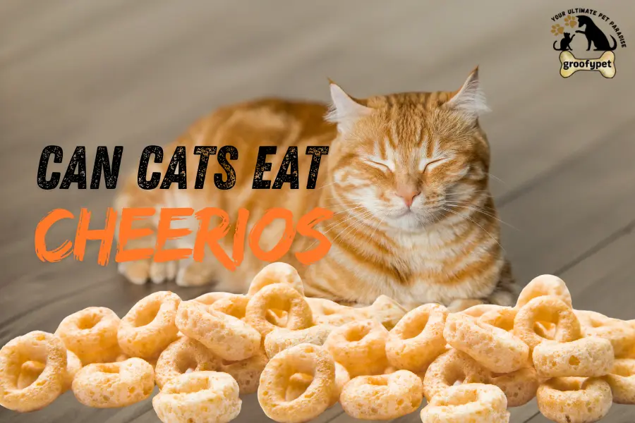 can cats eat cheerios