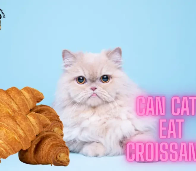 Can Cats Eat Croissants? Know the Truth to Keep Your Cat Safe!