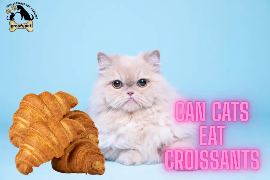 Can cats eat croissants