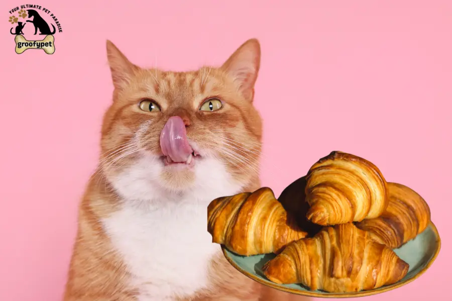 Can cats eat croissants