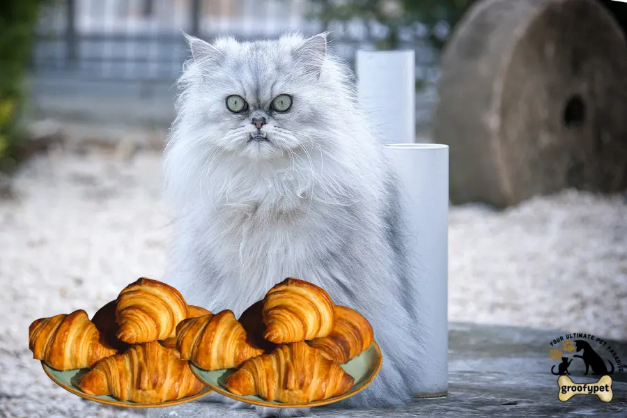 Can cats eat croissants