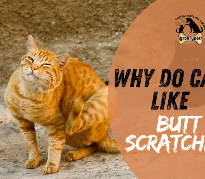 Why Do Cats Like Butt Scratches? Surprising Reasons!